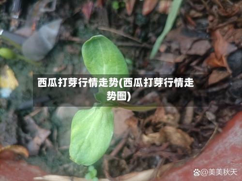 西瓜打芽行情走势(西瓜打芽行情走势图)