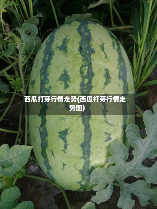 西瓜打芽行情走势(西瓜打芽行情走势图)-第2张图片