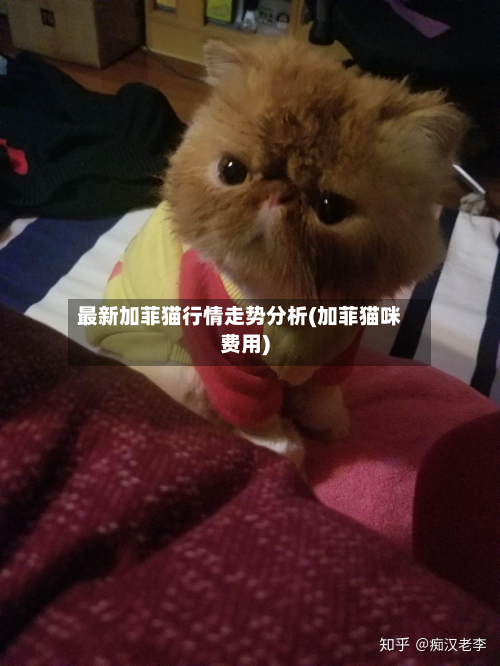 最新加菲猫行情走势分析(加菲猫咪费用)