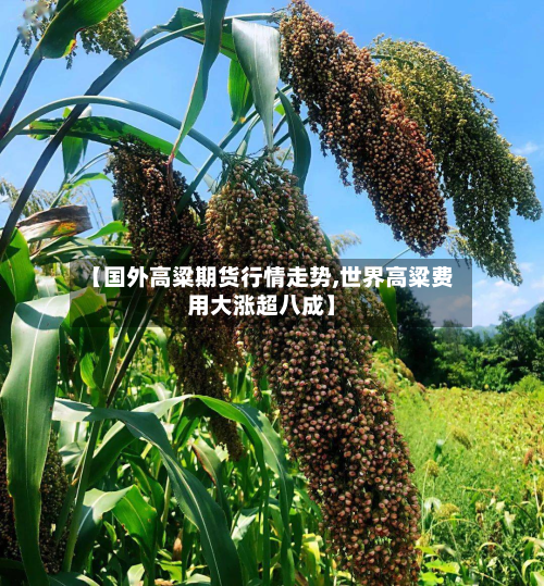 【国外高粱期货行情走势,世界高粱费用大涨超八成】-第3张图片