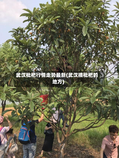 武汉枇杷行情走势最新(武汉摘枇杷的地方)-第2张图片