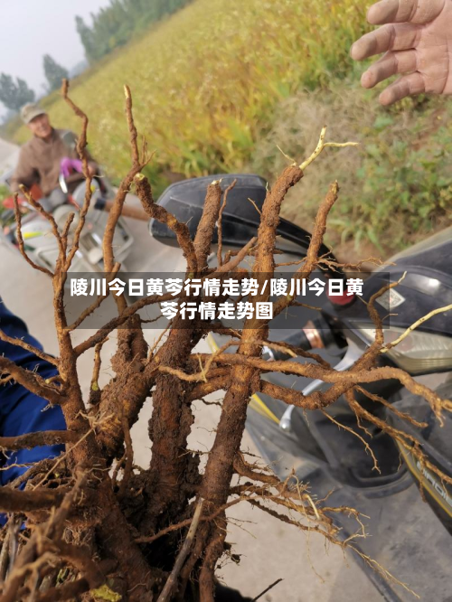陵川今日黄芩行情走势/陵川今日黄芩行情走势图