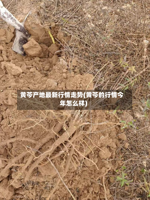 黄芩产地最新行情走势(黄芩的行情今年怎么样)-第3张图片