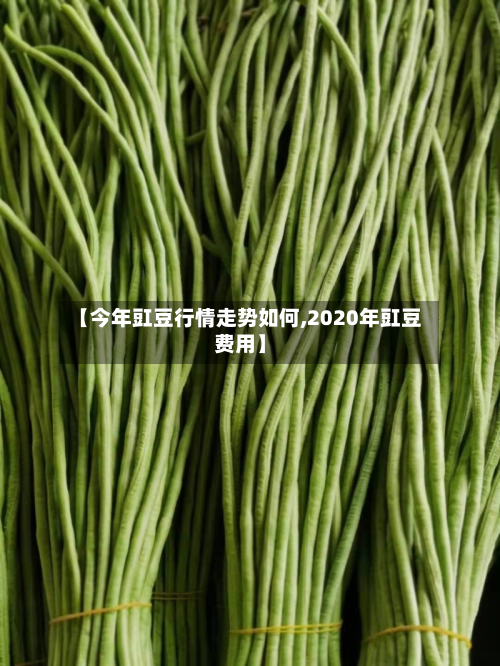 【今年豇豆行情走势如何,2020年豇豆费用】-第2张图片