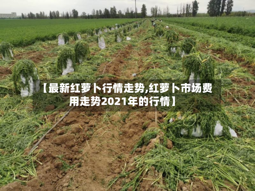 【最新红萝卜行情走势,红萝卜市场费用走势2021年的行情】-第3张图片