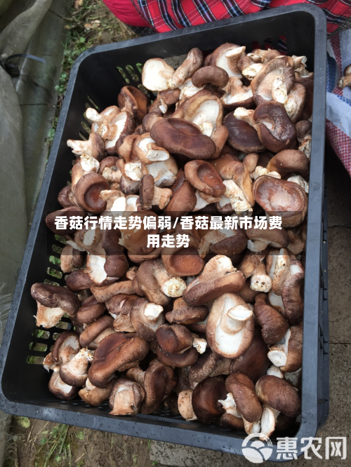 香菇行情走势偏弱/香菇最新市场费用走势