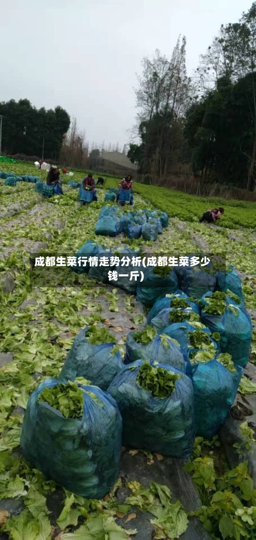 成都生菜行情走势分析(成都生菜多少钱一斤)-第2张图片