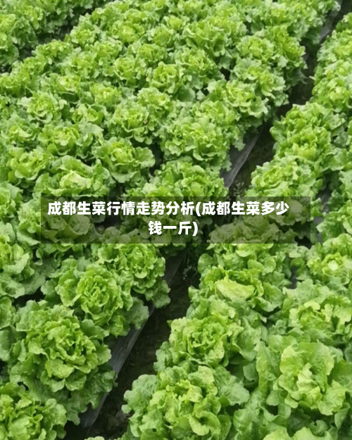 成都生菜行情走势分析(成都生菜多少钱一斤)-第3张图片