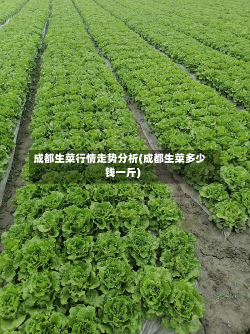 成都生菜行情走势分析(成都生菜多少钱一斤)