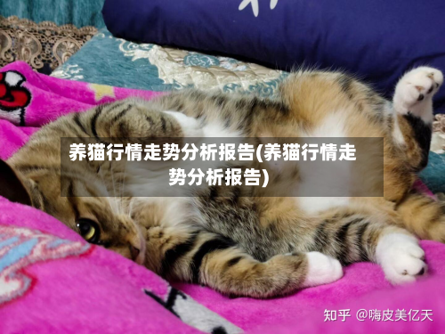 养猫行情走势分析报告(养猫行情走势分析报告)