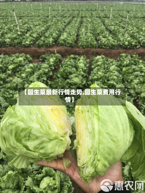 【圆生菜最新行情走势,圆生菜费用行情】