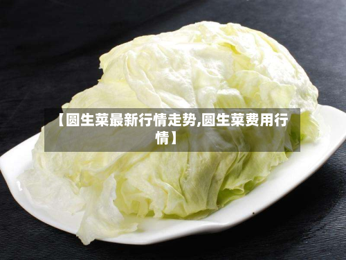 【圆生菜最新行情走势,圆生菜费用行情】-第2张图片
