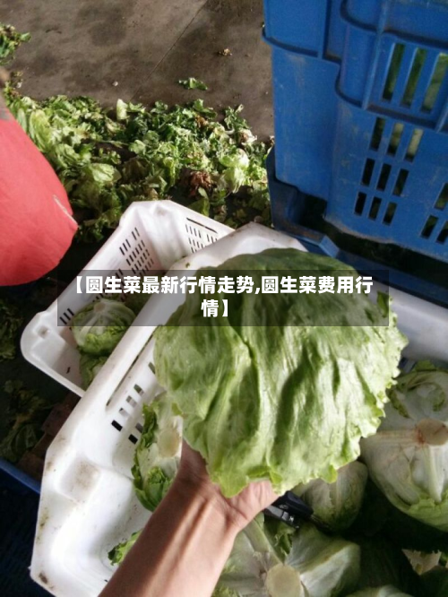 【圆生菜最新行情走势,圆生菜费用行情】-第3张图片