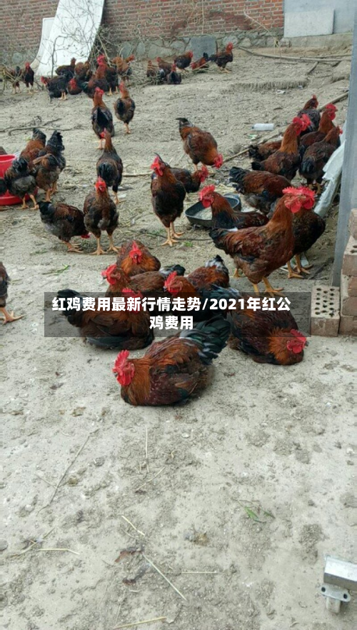 红鸡费用最新行情走势/2021年红公鸡费用-第3张图片