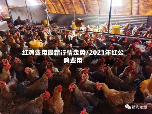 红鸡费用最新行情走势/2021年红公鸡费用-第2张图片