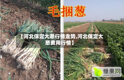 【河北保定大葱行情走势,河北保定大葱费用行情】