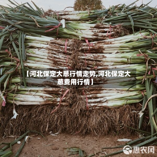 【河北保定大葱行情走势,河北保定大葱费用行情】-第2张图片