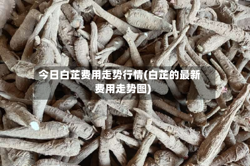 今日白芷费用走势行情(白芷的最新费用走势图)-第2张图片