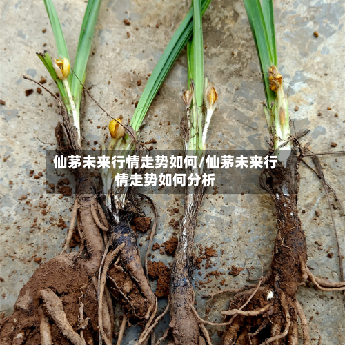 仙茅未来行情走势如何/仙茅未来行情走势如何分析