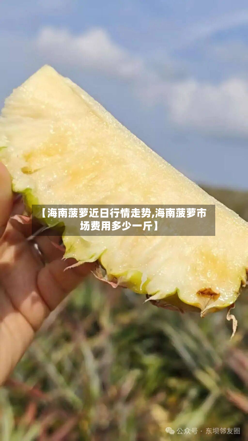 【海南菠萝近日行情走势,海南菠萝市场费用多少一斤】