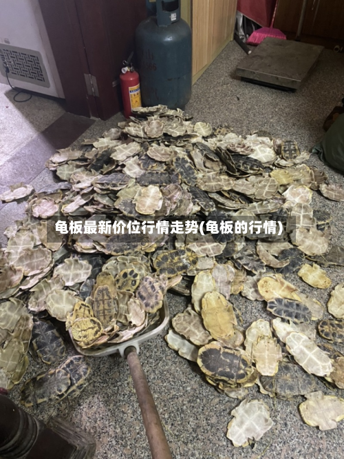 龟板最新价位行情走势(龟板的行情)