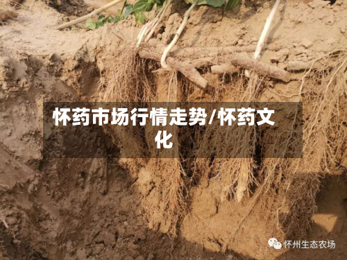 怀药市场行情走势/怀药文化