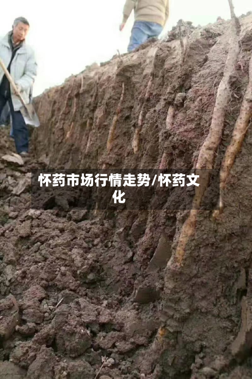 怀药市场行情走势/怀药文化-第3张图片