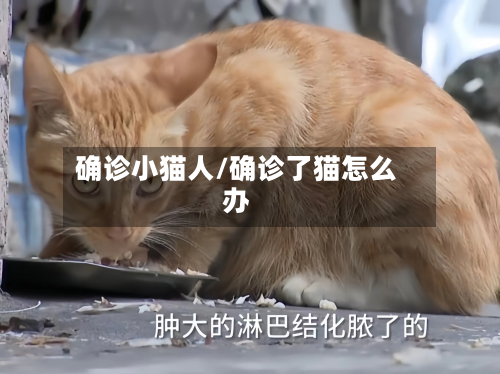 确诊小猫人/确诊了猫怎么办