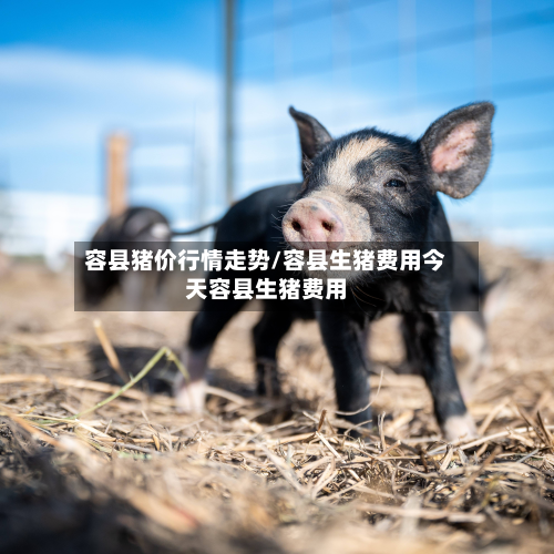 容县猪价行情走势/容县生猪费用今天容县生猪费用