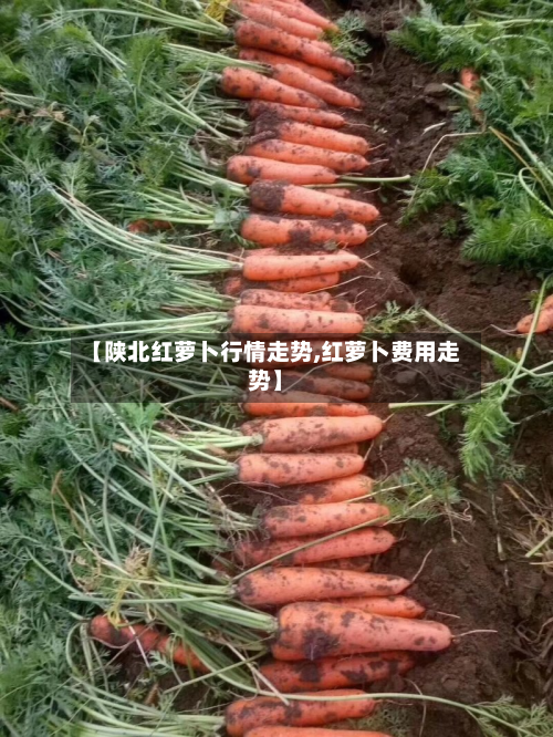 【陕北红萝卜行情走势,红萝卜费用走势】-第3张图片