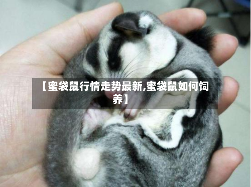 【蜜袋鼠行情走势最新,蜜袋鼠如何饲养】