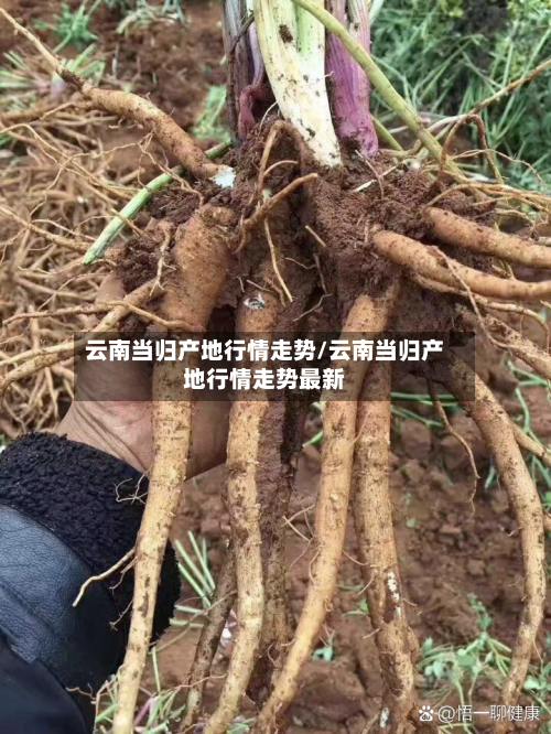 云南当归产地行情走势/云南当归产地行情走势最新-第2张图片