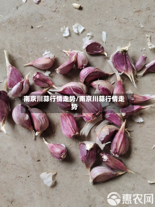 南京川蒜行情走势/南京川蒜行情走势