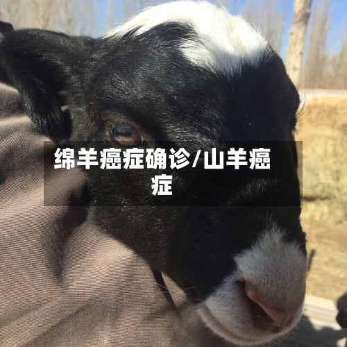 绵羊癌症确诊/山羊癌症-第3张图片