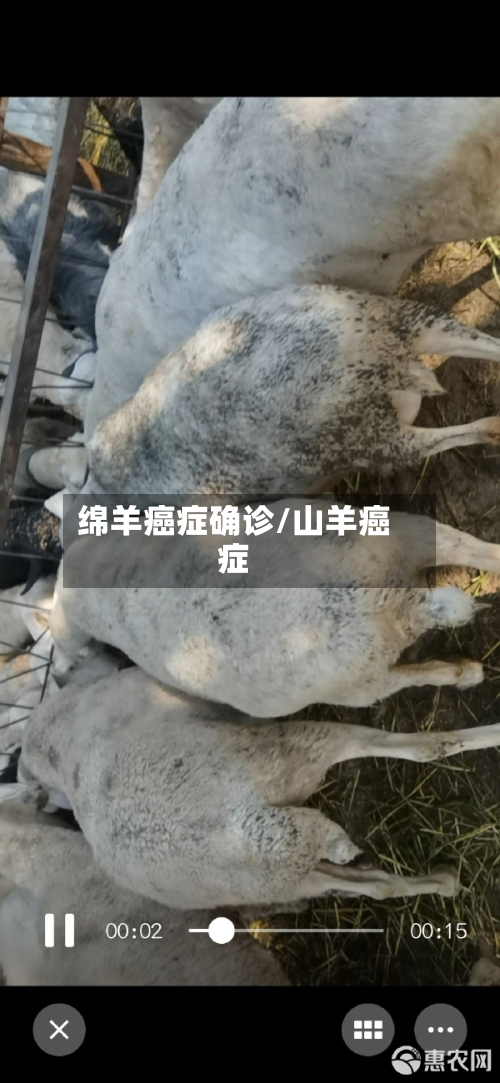 绵羊癌症确诊/山羊癌症