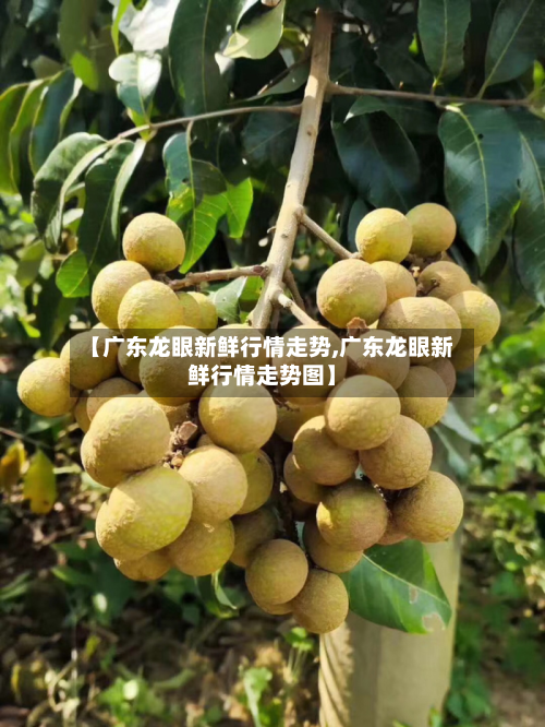 【广东龙眼新鲜行情走势,广东龙眼新鲜行情走势图】