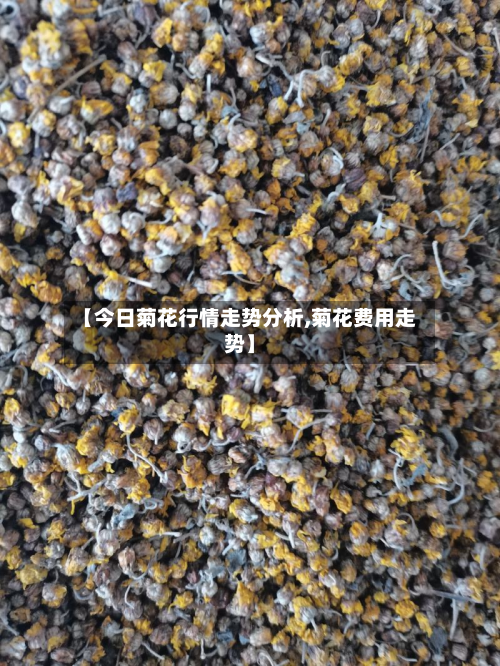 【今日菊花行情走势分析,菊花费用走势】