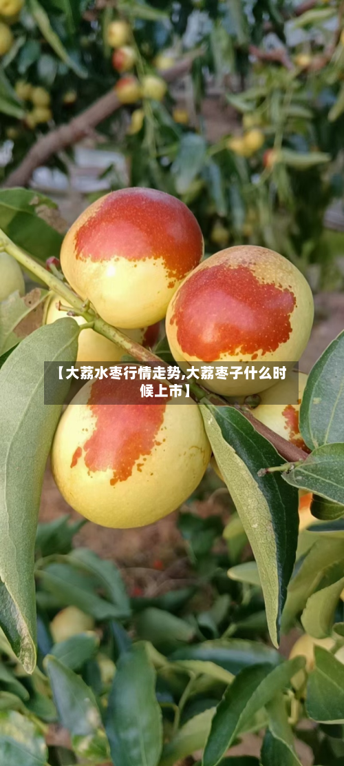 【大荔水枣行情走势,大荔枣子什么时候上市】-第3张图片