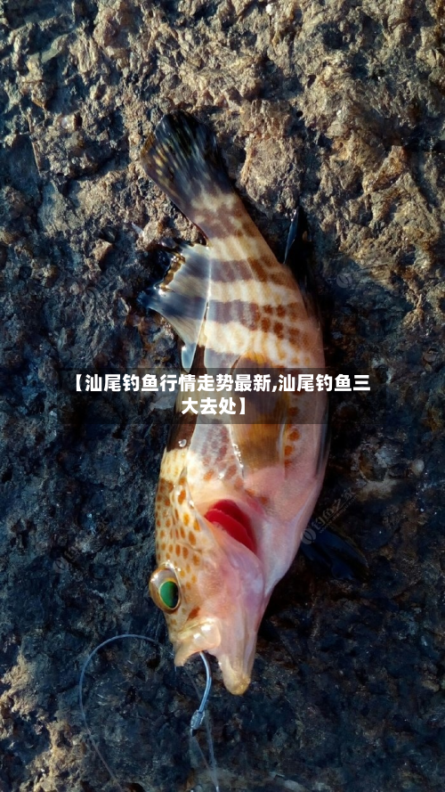 【汕尾钓鱼行情走势最新,汕尾钓鱼三大去处】