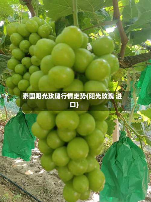 泰国阳光玫瑰行情走势(阳光玫瑰 进口)