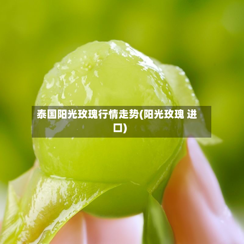 泰国阳光玫瑰行情走势(阳光玫瑰 进口)-第2张图片