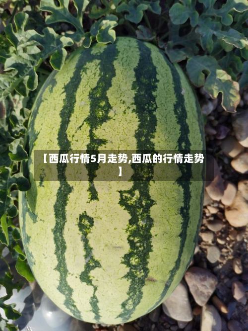 【西瓜行情5月走势,西瓜的行情走势】