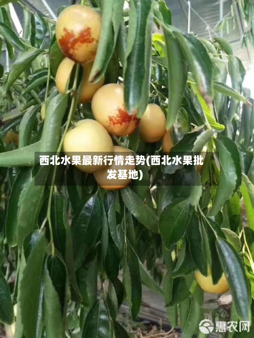 西北水果最新行情走势(西北水果批发基地)