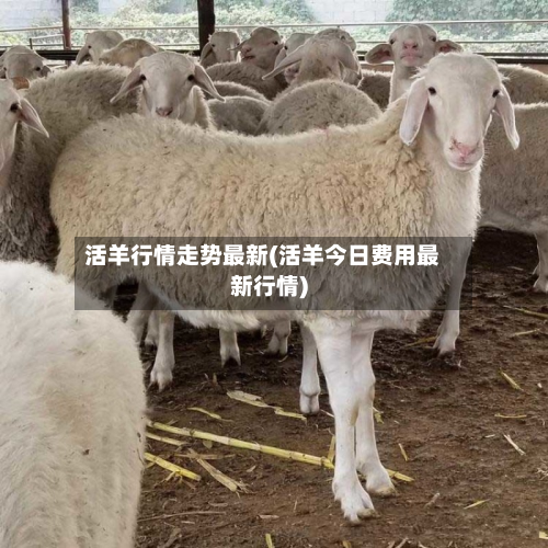 活羊行情走势最新(活羊今日费用最新行情)-第2张图片