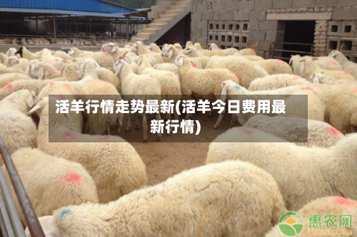 活羊行情走势最新(活羊今日费用最新行情)