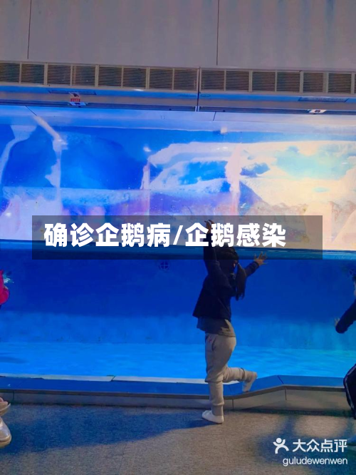 确诊企鹅病/企鹅感染-第2张图片