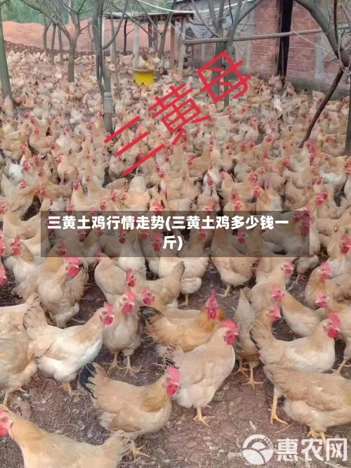 三黄土鸡行情走势(三黄土鸡多少钱一斤)-第2张图片