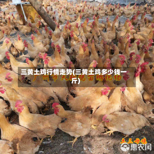 三黄土鸡行情走势(三黄土鸡多少钱一斤)-第3张图片