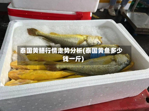 泰国黄鳝行情走势分析(泰国黄鱼多少钱一斤)-第2张图片