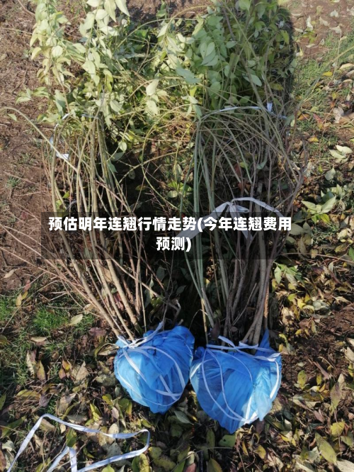 预估明年连翘行情走势(今年连翘费用预测)